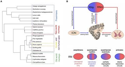 Phylogenetic reduction of the magnocellular red nucleus in primates and inter-subject variability in humans